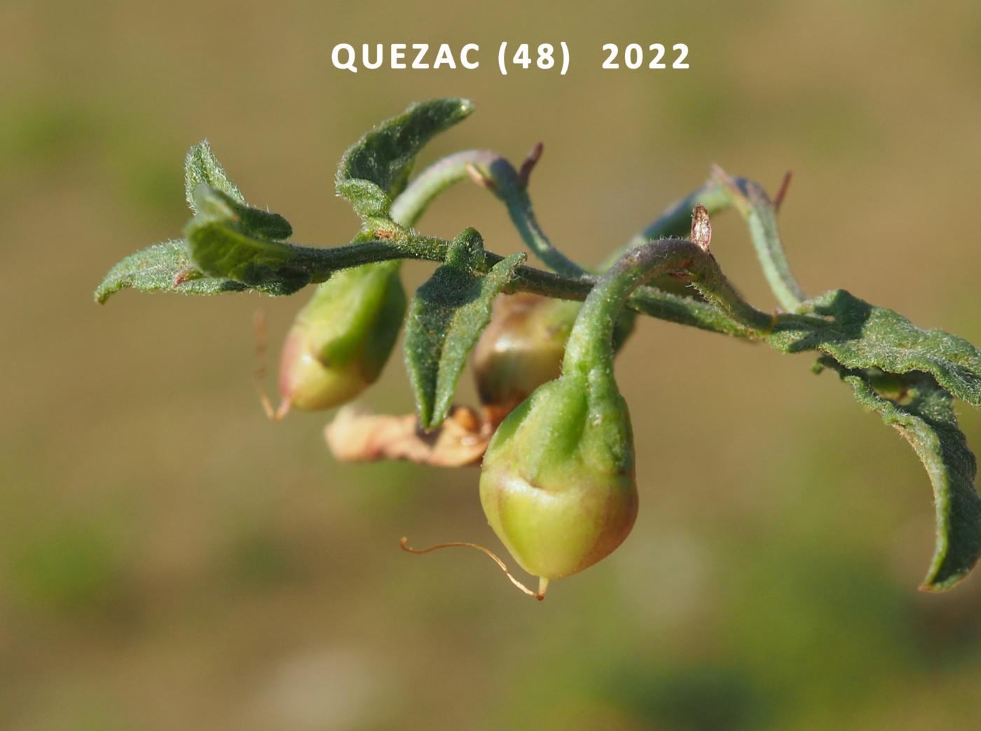 Bindweed, Lesser fruit